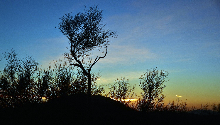 bush at sunset